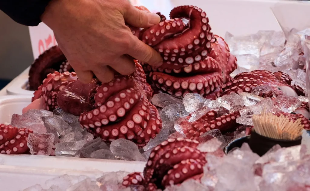 octopus surveys team